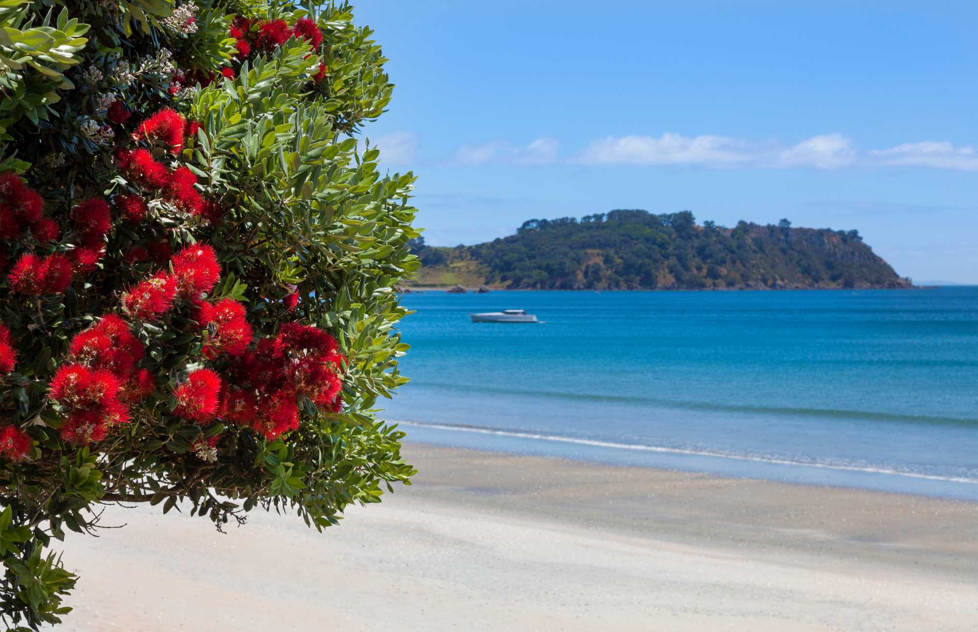 Palm Beach with stunning Pohutukawa Tree Flowering